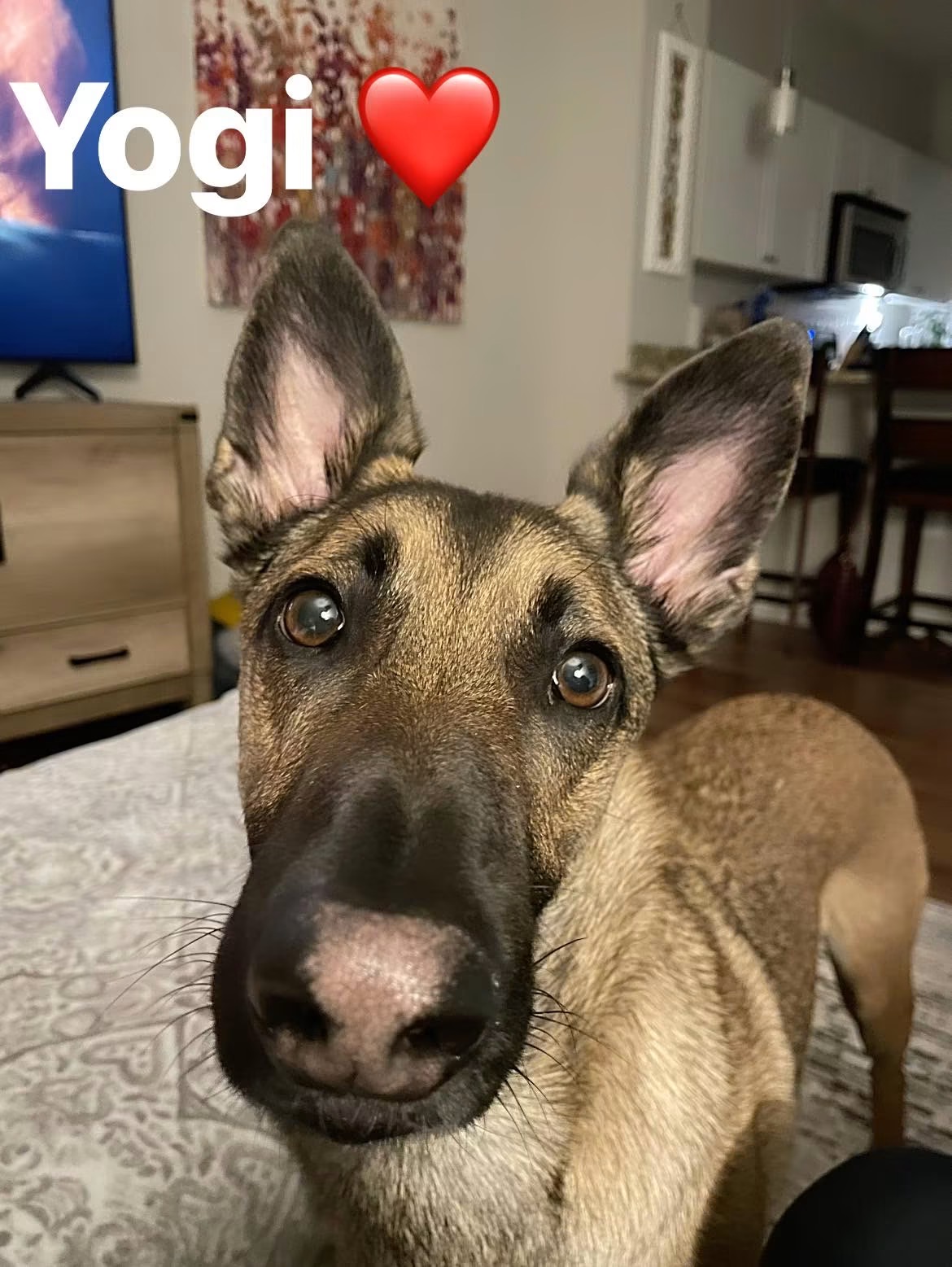 Yogi, a young shepherd mix